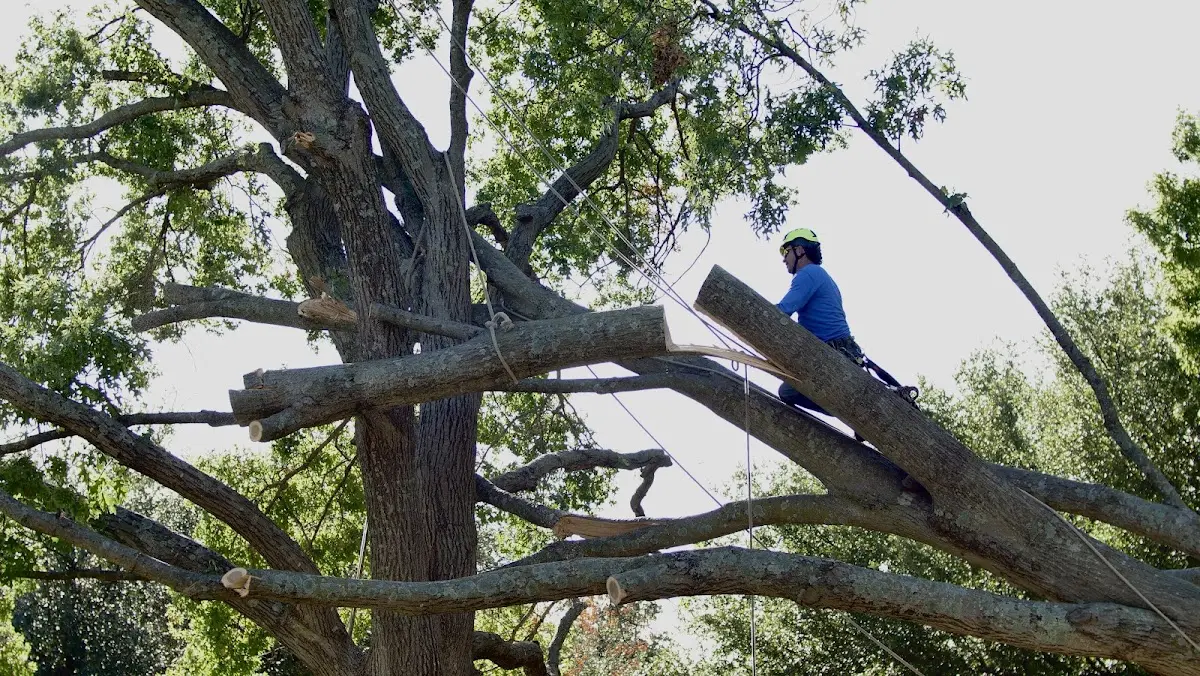 Professional Hazardous Tree Removal performed by certified arborists in Wylie